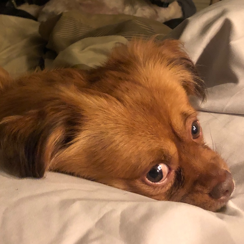 Meet your Posher, Victor